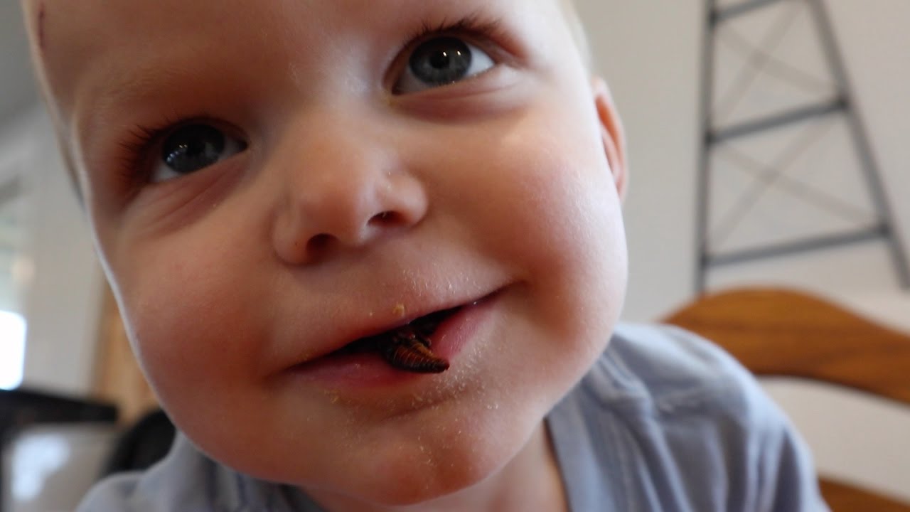 Why are chapulines red?