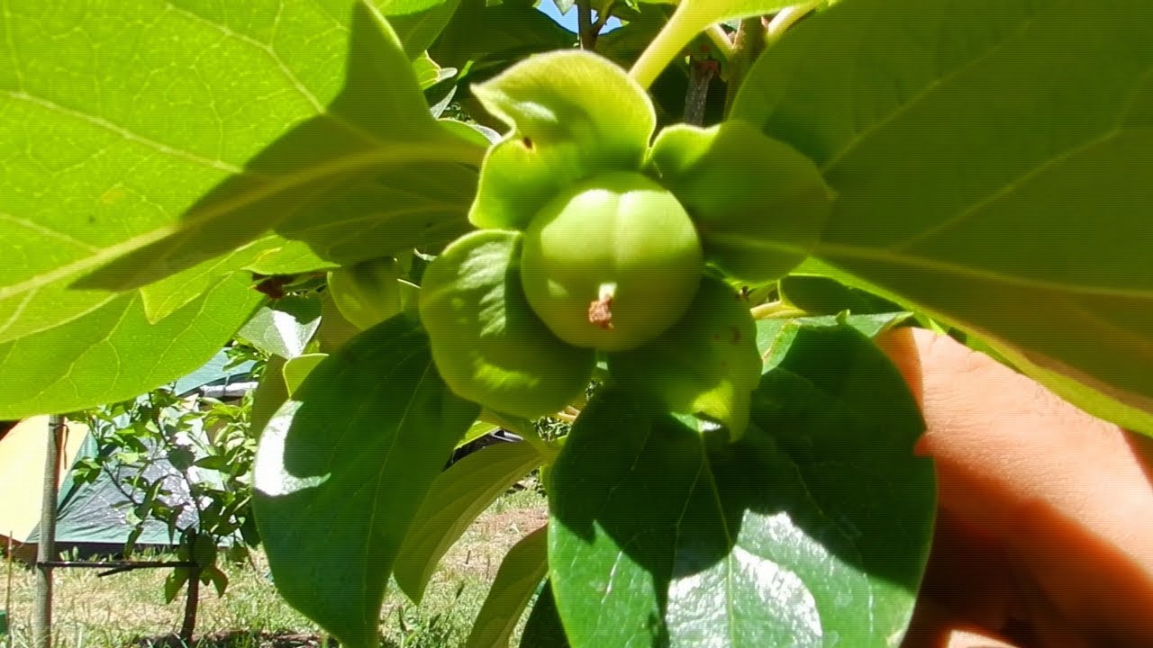 Aguacates, Mangos, Papayas, Peras, Higos, Moras, Manzanas, Naranjas otros en clima MEDITERRÁNEO!