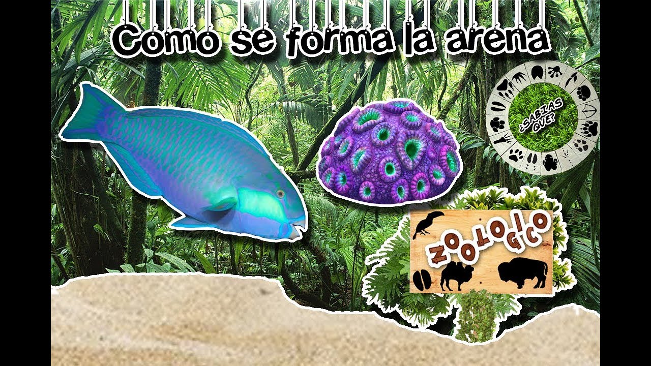 Como se forma la arena de las playas |La verdad de la arena| (Zool&oacute;gico virtual) | &iquest;Sabias Qu&eacute;?|