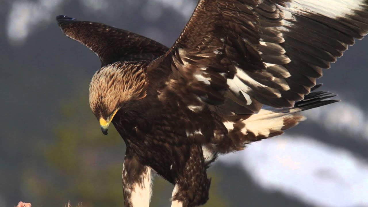 Kongeørn,  Aquila chrysaetos, Golden Eagel