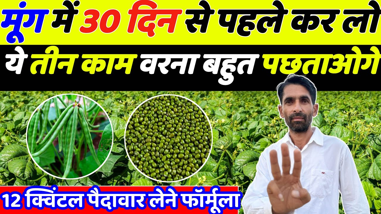 गर्मी वाले मूँग में 20 दिन से पहले जरूर करलो ये तीन काम नहीं बहुत पछताओगे | Moong ki kheti | Kheti