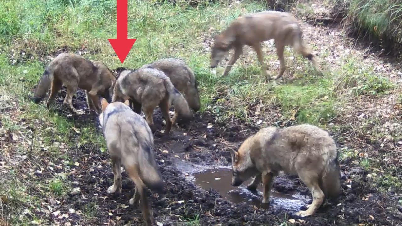 6 dużych wilków i dzik