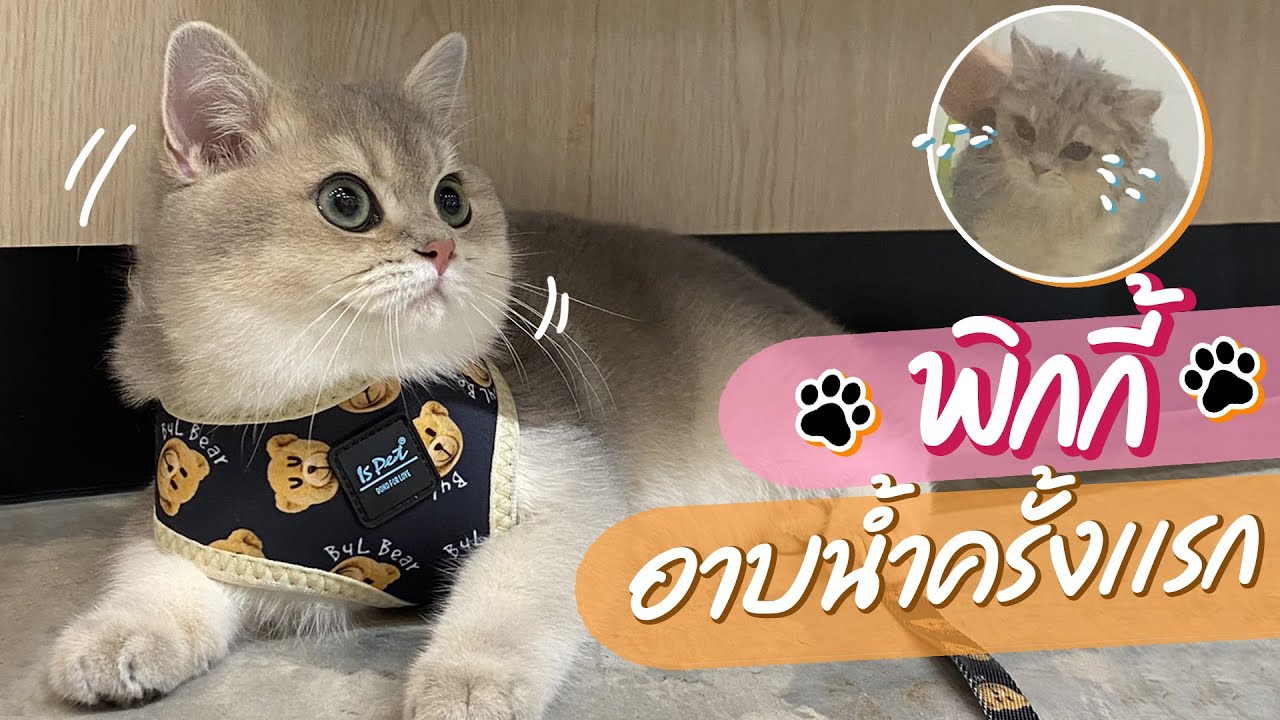 ตามไปดูน้องพิกกี้อาบน้ำครั้งแรกกัน จะเป็นยังไงบ้าง