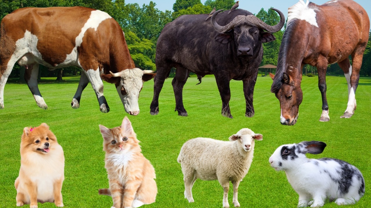 Farm Animals:Cat, Duck, Dog, Chicken, Cow, Sheep, Pig, Horse, Rabbit-Cute Animals