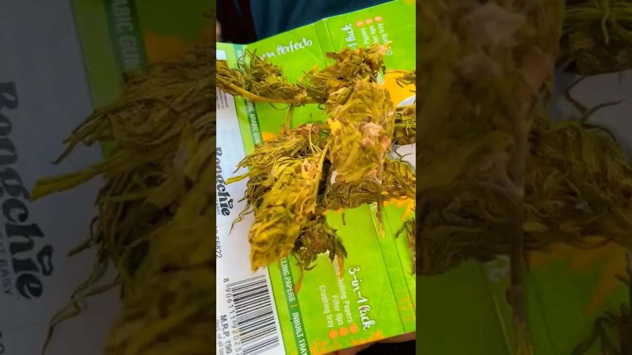 TOP QUALITY SHILLONG WEED AVAILABLE IN ANY AREA , CONTACT US