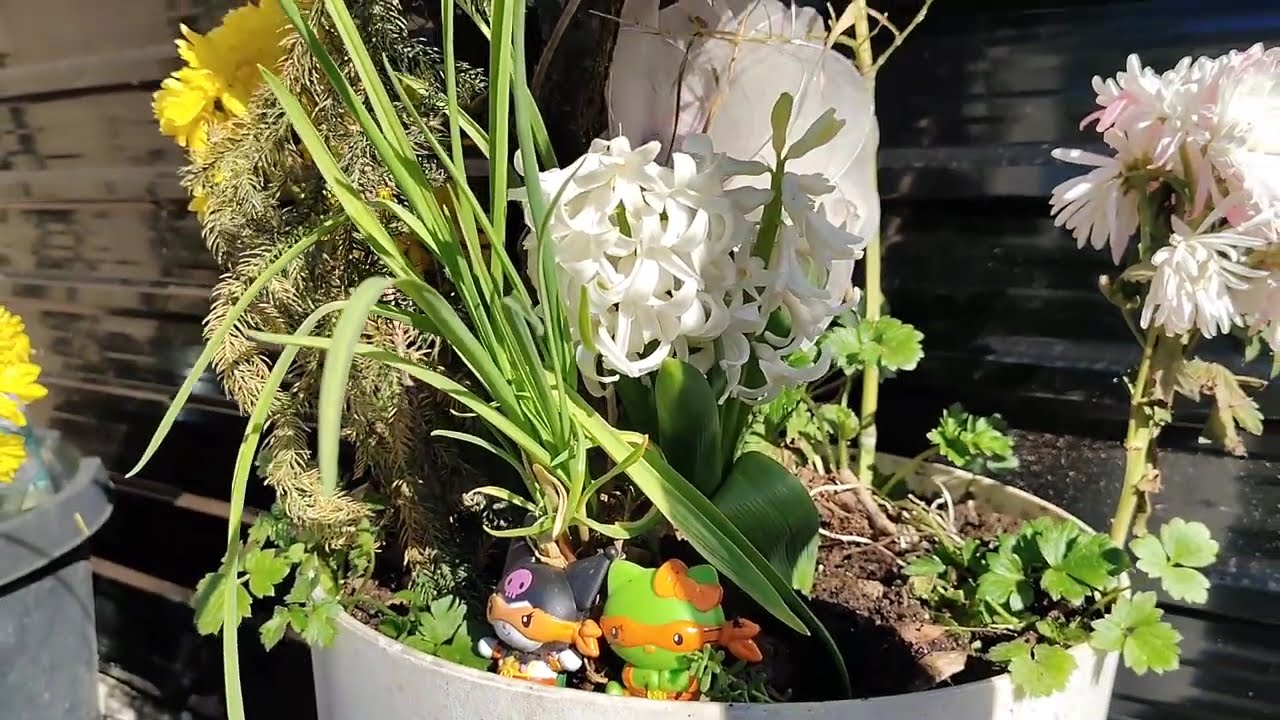 bonsai vlog