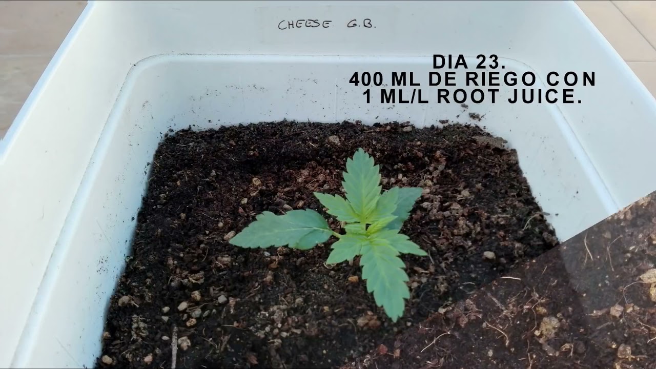 SEGUIMIENTO COMPLETO CHEESE AUTO