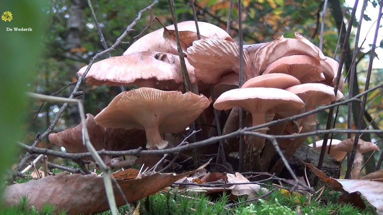 HERFSTTINTEN - PRACHTIGE NATUUR MET MUZIEK VAN SIMON DAUM