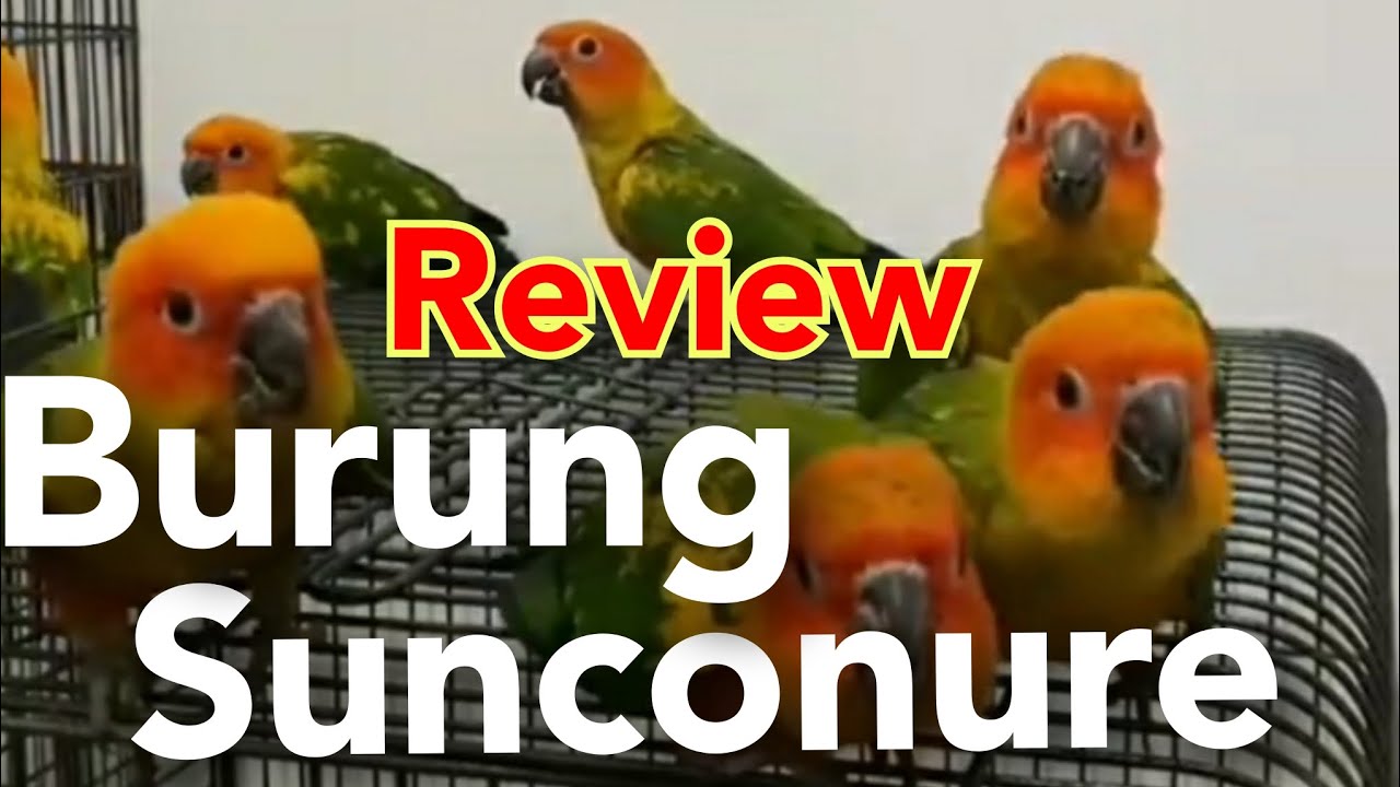 Review harga Burung SUNCONURE 😱‼#sunconure #parrot #burung