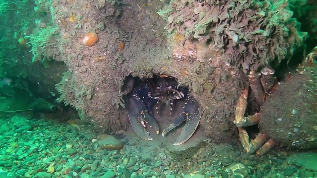 Tudwals Triangle Dive May 24