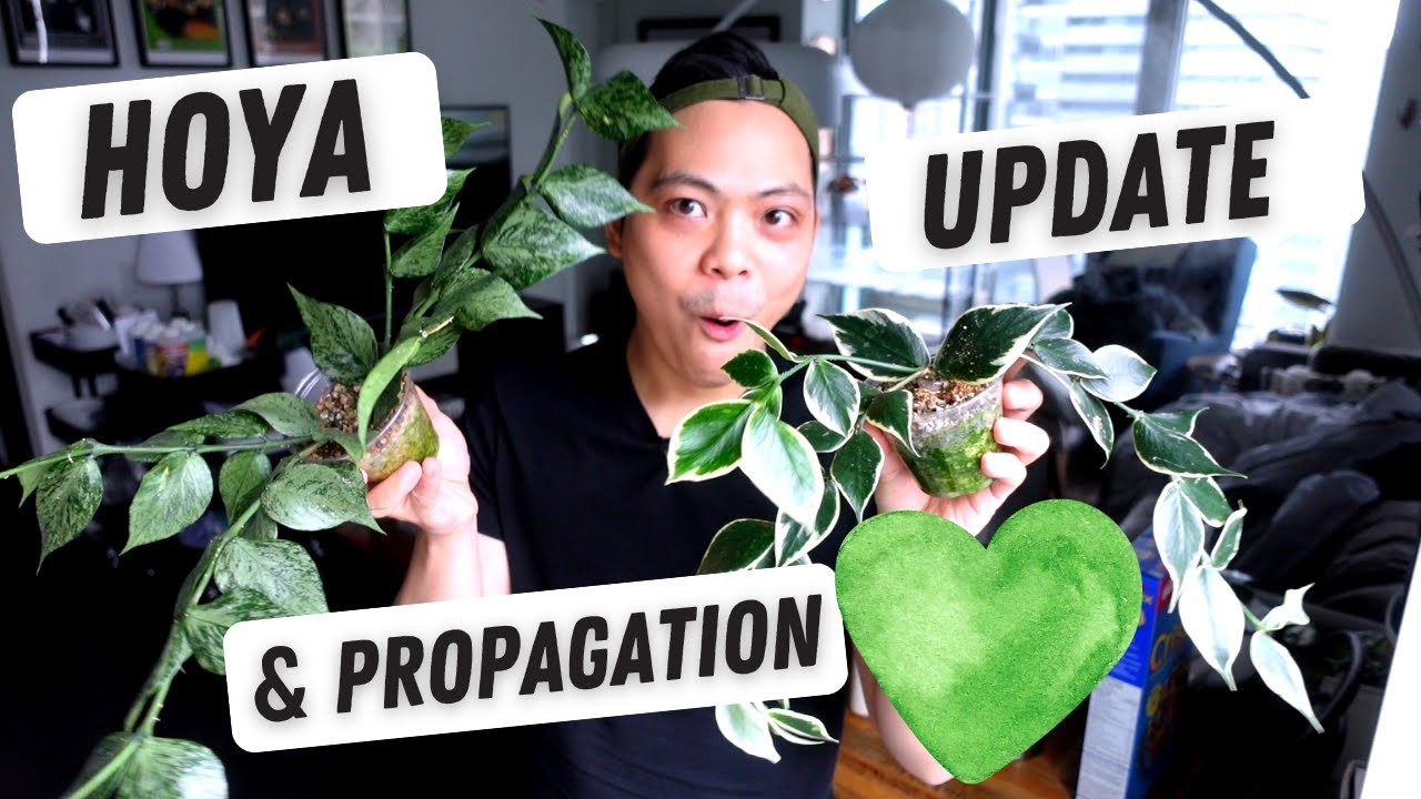 Hoya Propagation & UPDATE 💚 Hoya Polyneura Outer Variegated, Silver Broget, & more of your questions