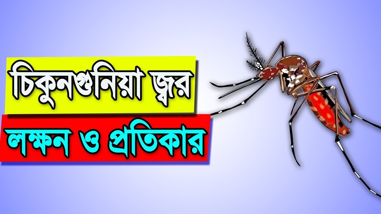 How To Recover Chikungunya Virus | Chikungunya Symptoms And Remedies | Bangla Health Tips