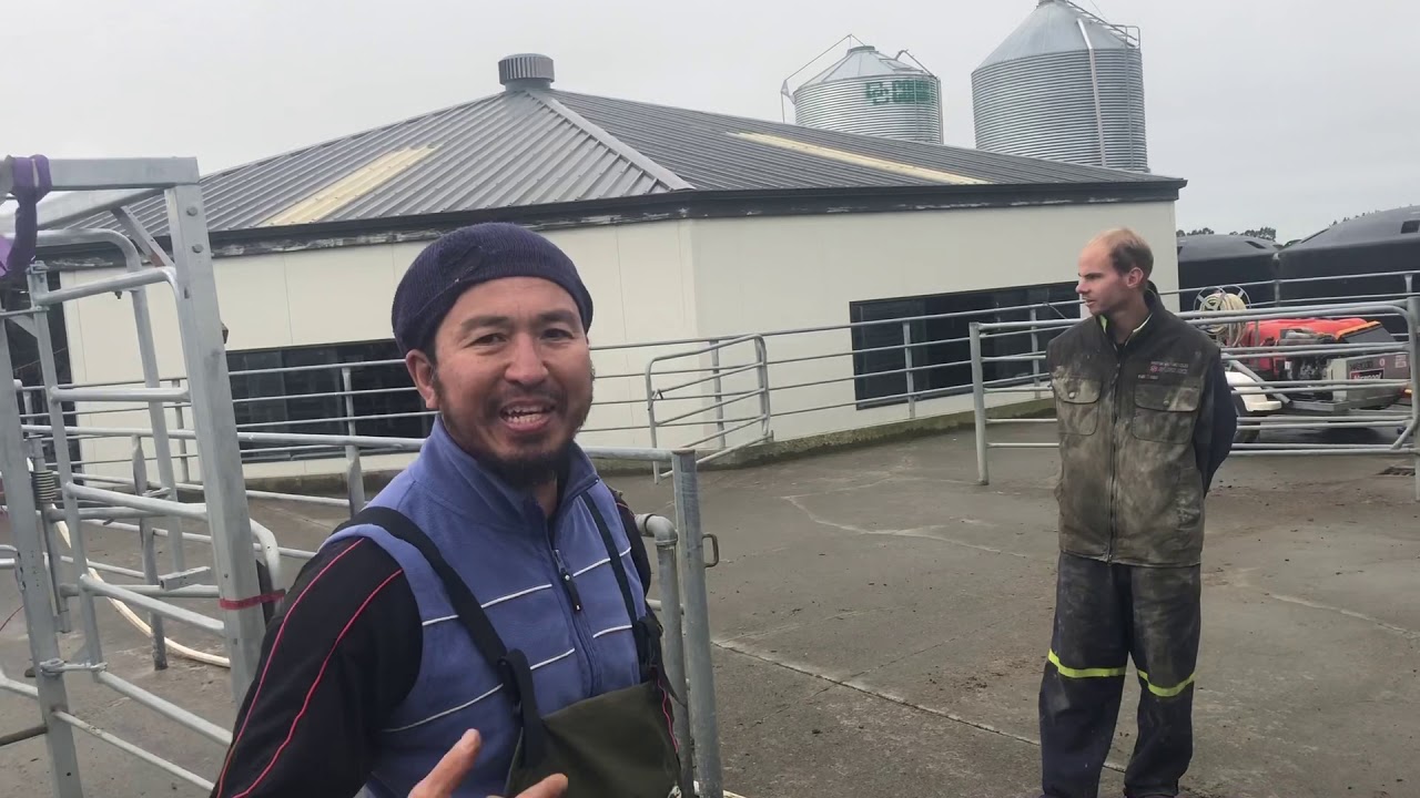 New Zealand dairy life (protrack installation)