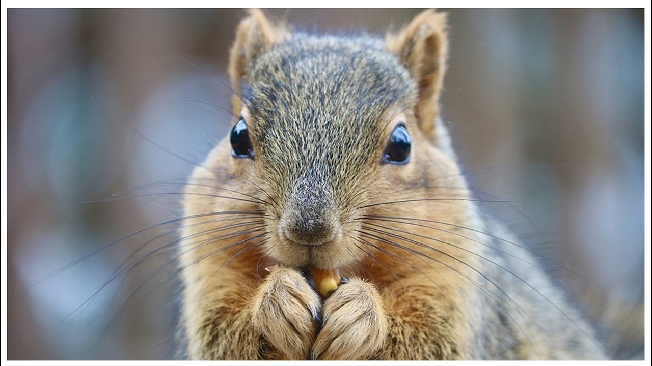 I live 🐿️🔪✨
