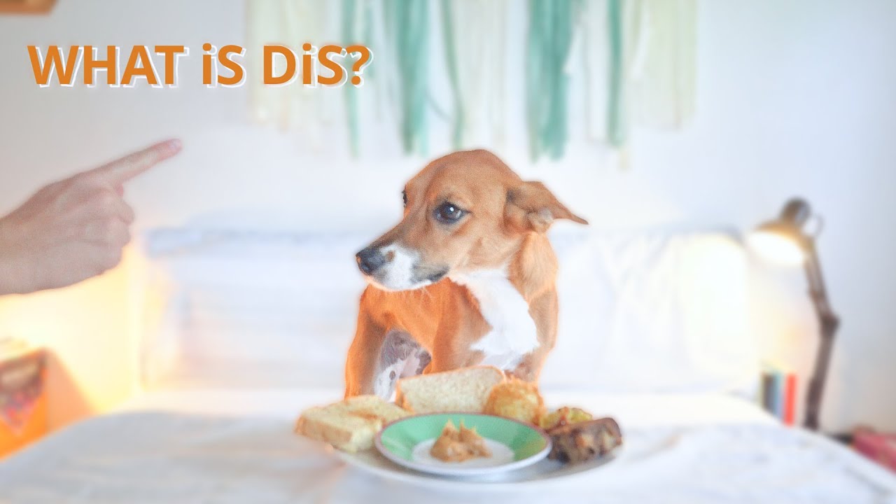 Stray Dog Reviews Human Food for the First Time | Poppy Taste Test