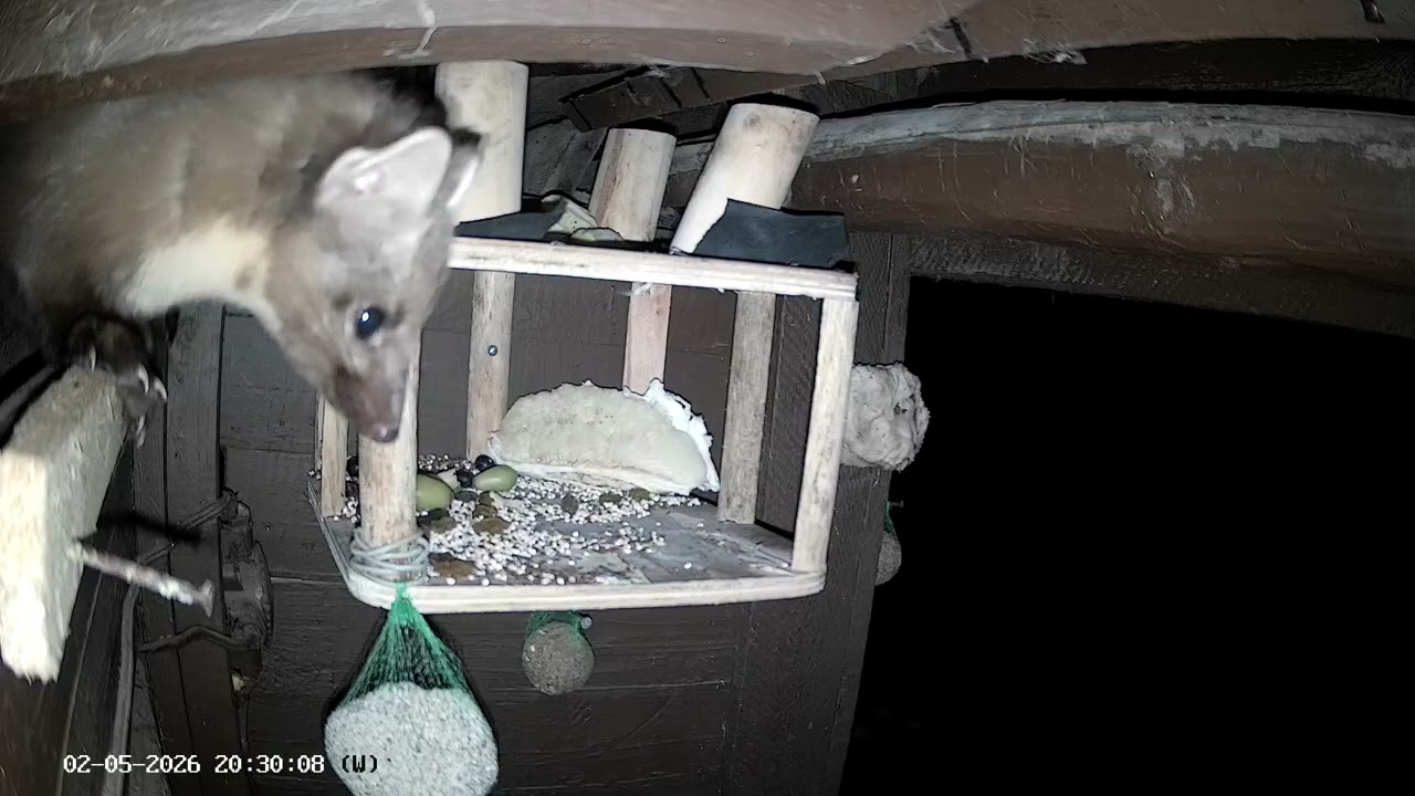 Marten Martan.Where did the cheese go? Checking for cheese.Evening meals cut 10.Live Shorts 024