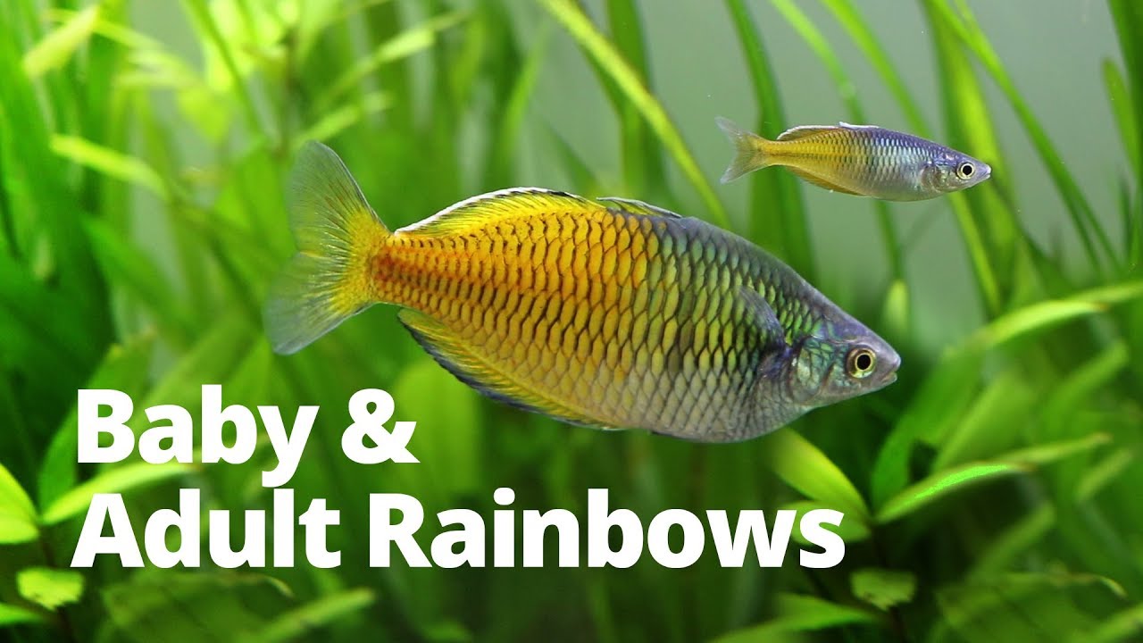 Adult & Baby Bosemani Rainbow fish