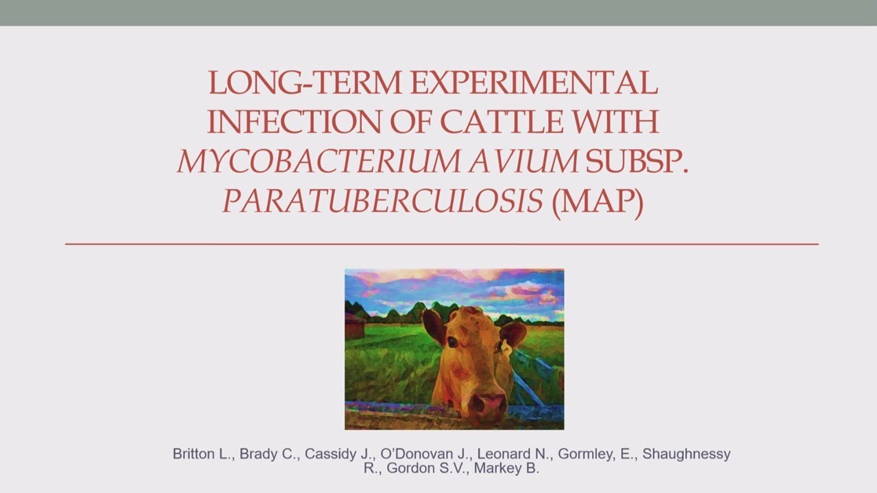 Long term experimental infection of cattle with Mycobacterium avium subspecies paratuberculosis