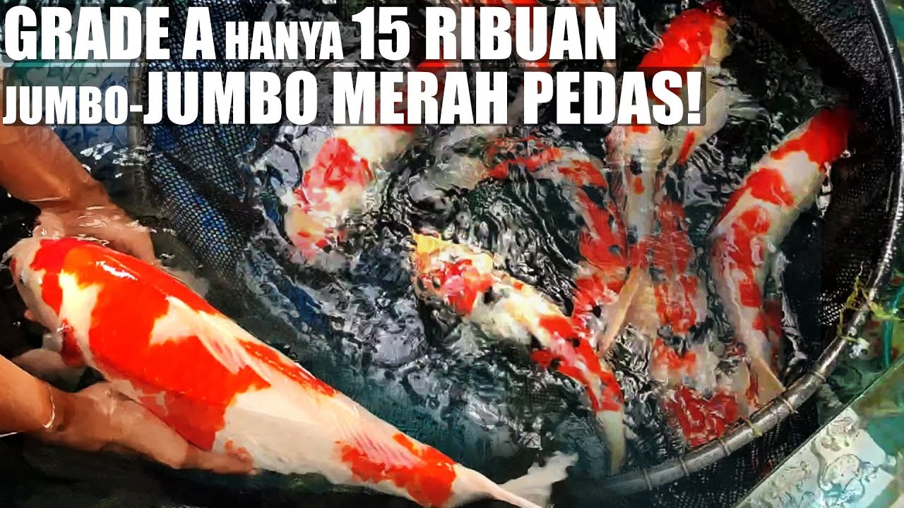 REVIEW HARGA IKAN KOI JUMBO MERAH PEDAS! MASIH MURAH DI TEMPAT INI