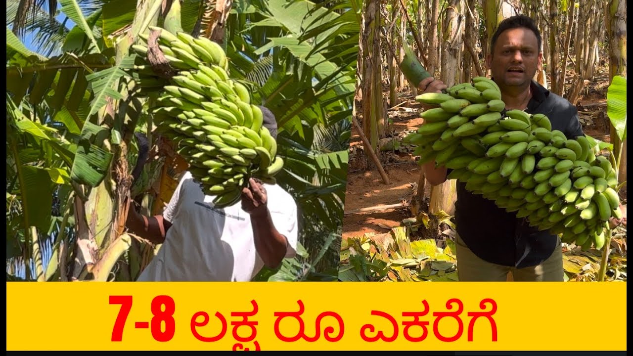 ಬಾಳೆ ಕೃಷಿಯಲ್ಲಿ 7-8 ಲಕ್ಷ ರೂ kiran prakash 9739296091