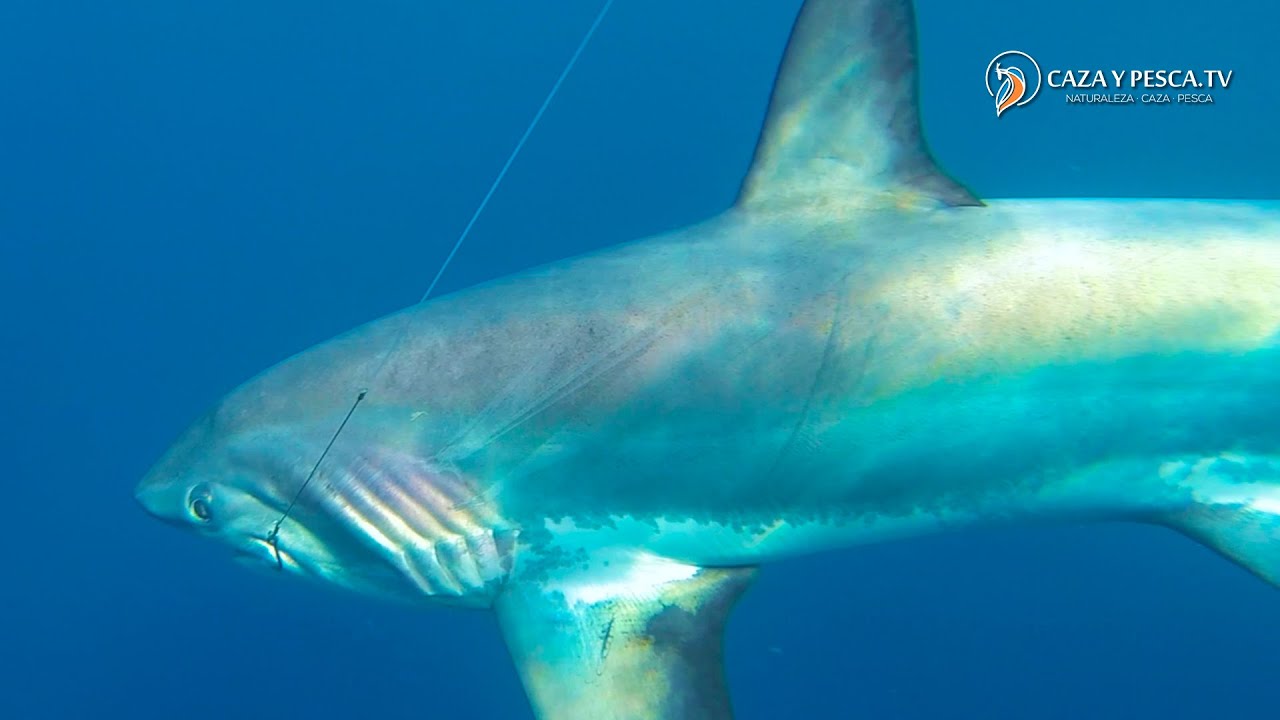 🦈【 𝐏𝐄𝐒𝐂𝐀𝐍𝐃𝐎 𝐓𝐈𝐁𝐔𝐑𝐎𝐍𝐄𝐒 · 𝐂𝐀𝐏𝐈́𝐓𝐔𝐋𝐎 𝟐】🎣  𝒕𝒊𝒃𝒖𝒓𝒐𝒏𝒆𝒔 𝒄𝒐𝒏 𝑭𝒐𝒓𝒕𝒆𝒔, Documental