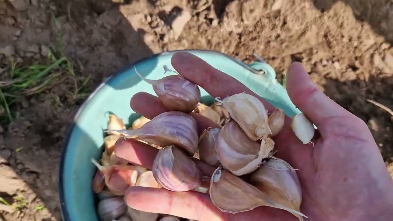 Sodinam žieminius česnakus/Planting winter garlic