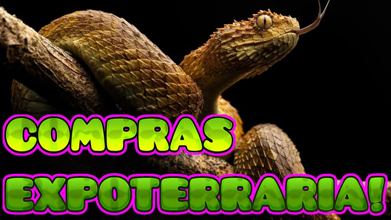 COMPRAS EXPOTERRARIA EDICCION 69ª | GONZALEZ VK