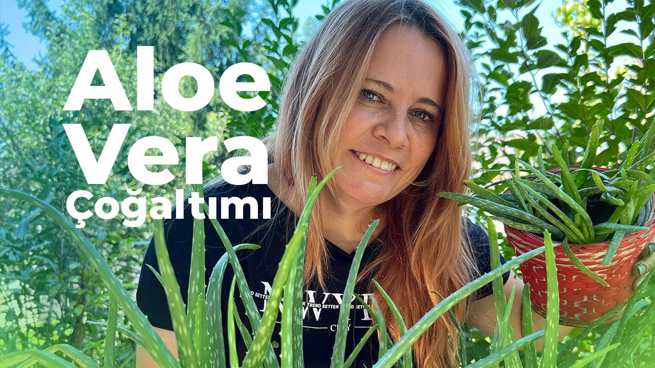 Aloe Vera Çoğaltımı Nasıl Yapılır? | Bakımı ve Püf Noktaları 🌱