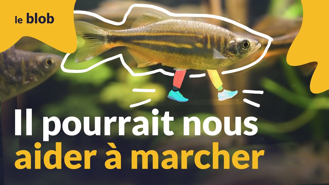 Comment les poissons-zèbres aident la recherche sur le cerveau et Parkinson | Reportage