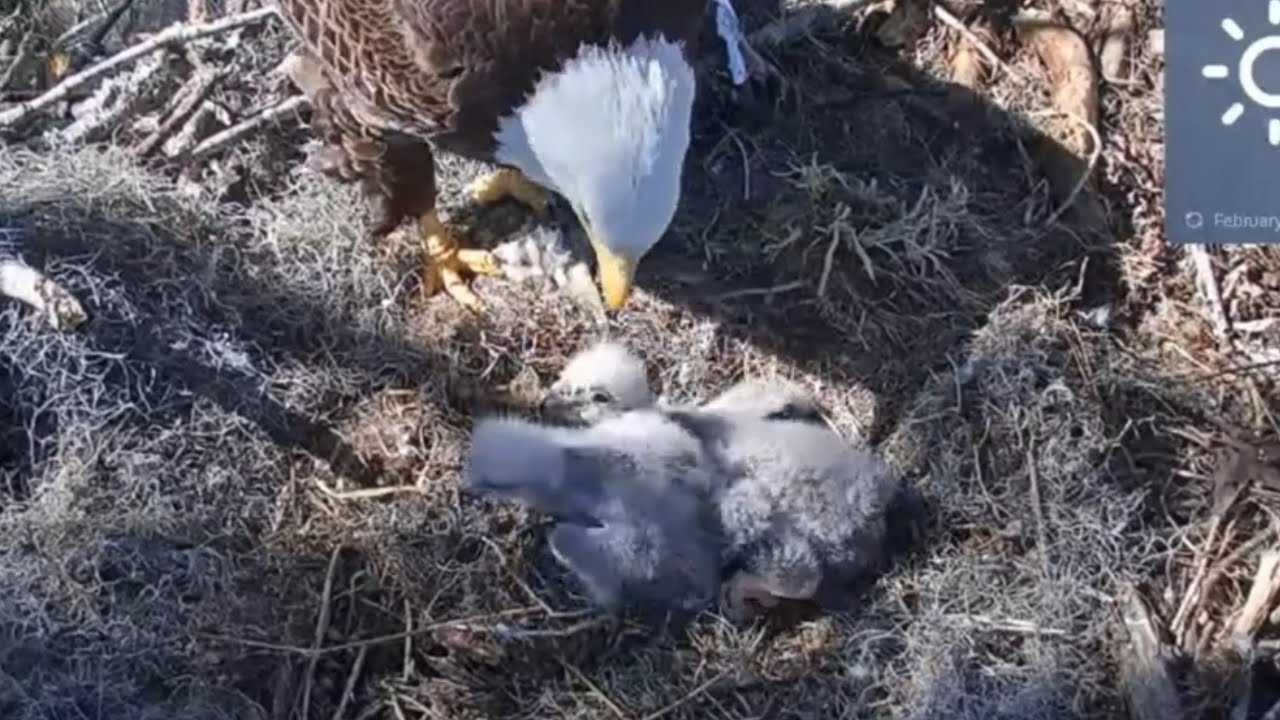 Big eaglet Bonk small eaglet during feeding | Kisatchie National Forest E-1 | Feb 7, 2026