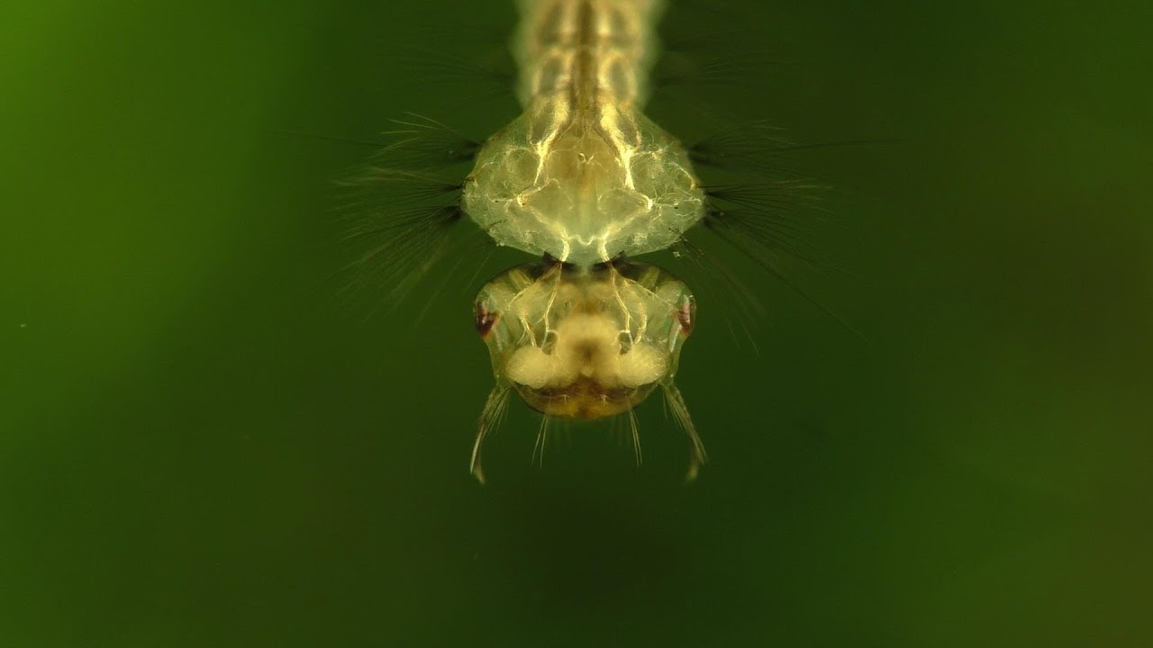 A Safe Way To Culture Mosquito Larvae And Feed Your Fish