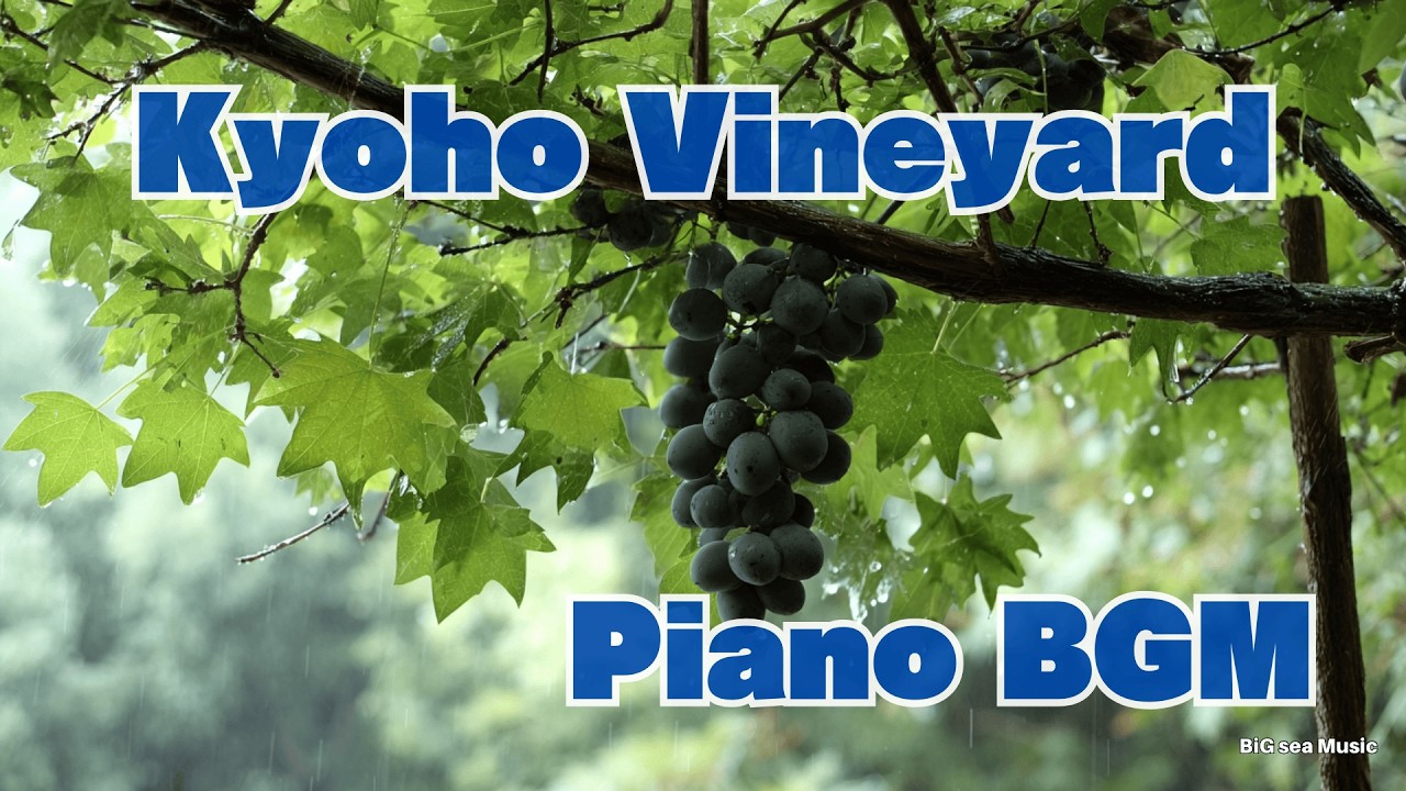 【巨峰】Rainy Kyoho Vineyard with Relaxing Piano BGM #piano #relaxing #bgmi #リラックスピアノ