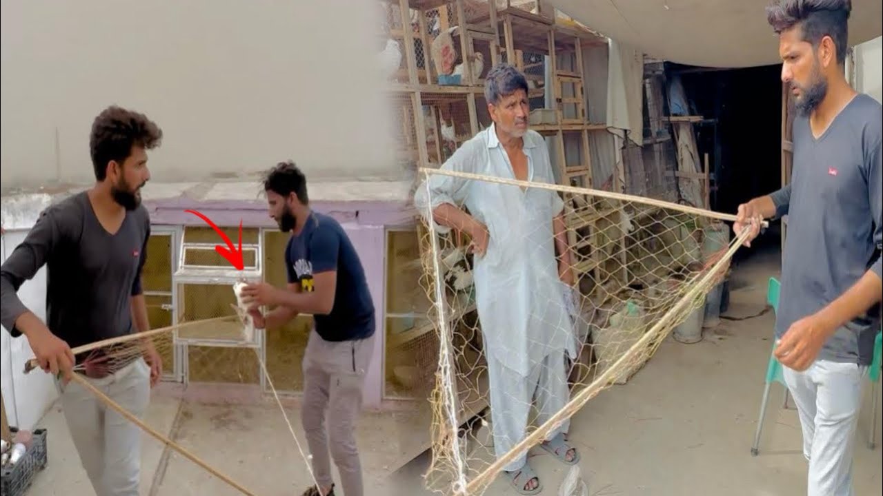 Taiz tuffa mein kisi ka fancy kabutar utar gya || How to catch pigeon ||