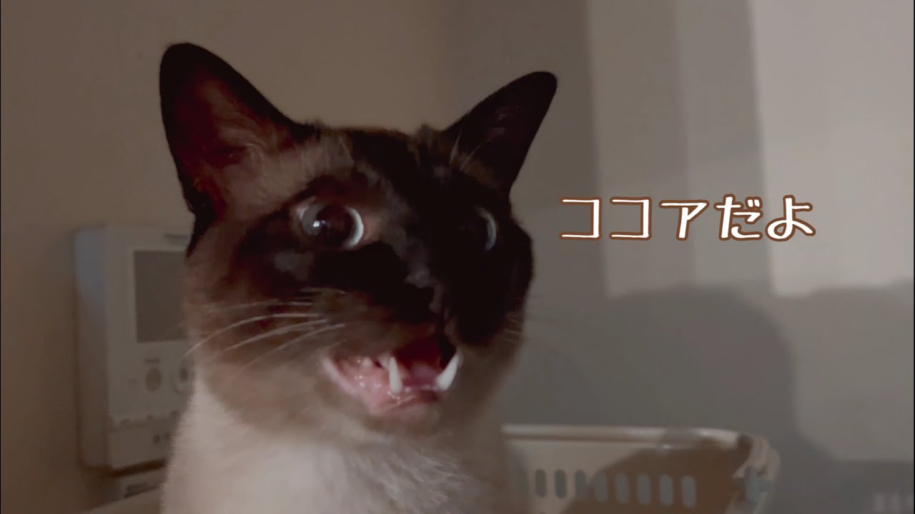 ひさしぶりの動画だよ♪ココアとラムのほのぼの成長記録🐾