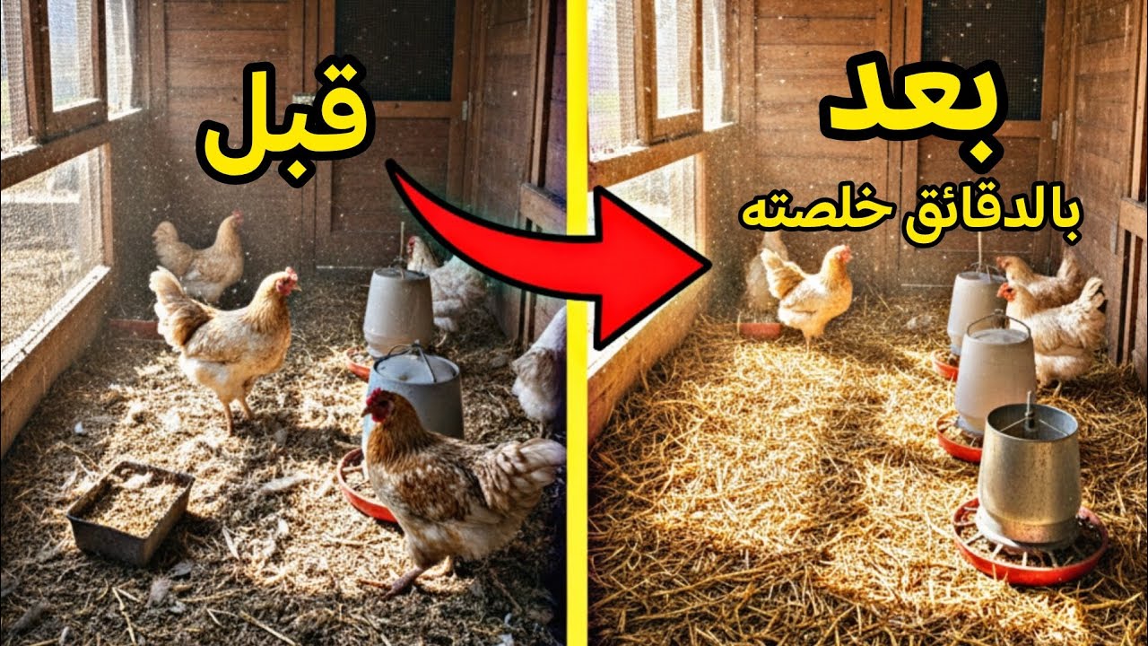 وداعاً لتعب التنظيف.. نظفت بيت الدجاج😱 بدقائق وبدون مجهود!