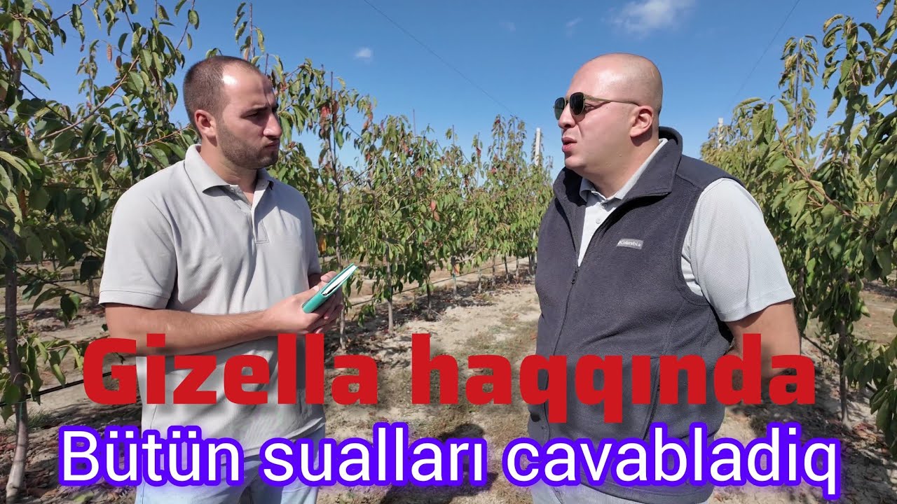 Gizela üzərində bağ Qurmaq İsdeyenlər bu vidoya mütləq baxsın.