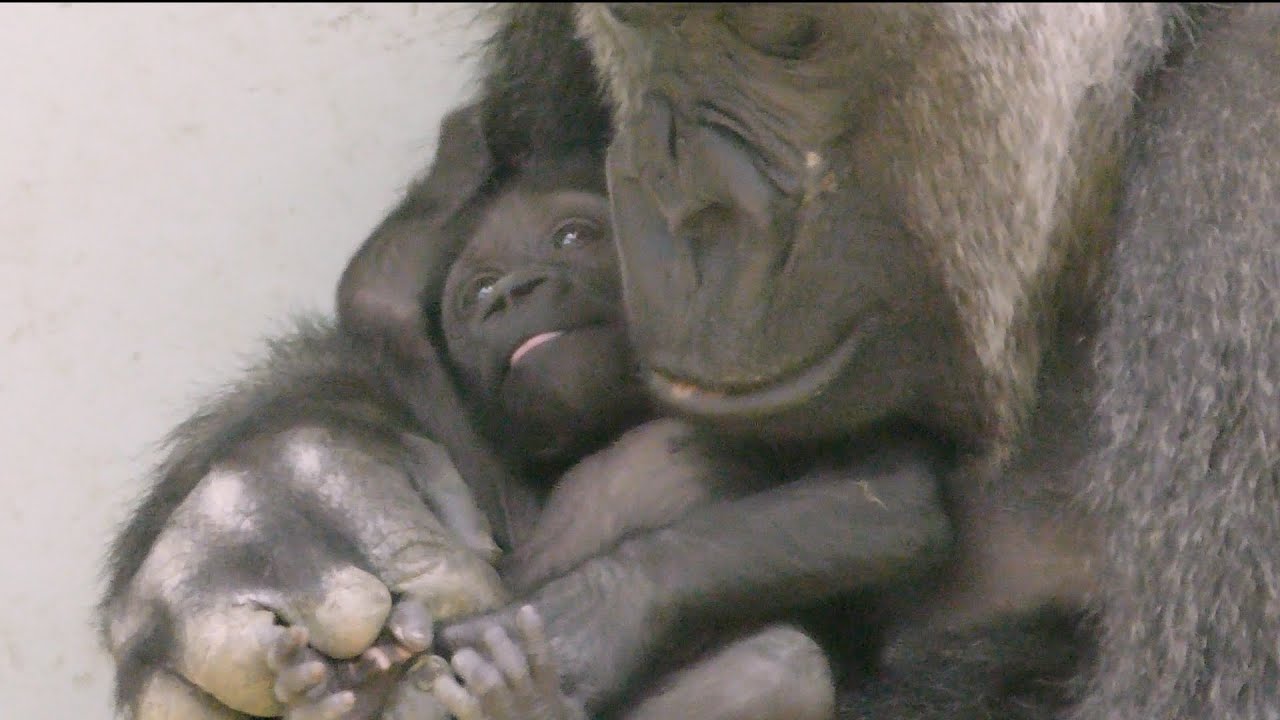赤ちゃんをあやし方がまるで人間💗ママゴリラ・ゲンキ【京都市動物園】
