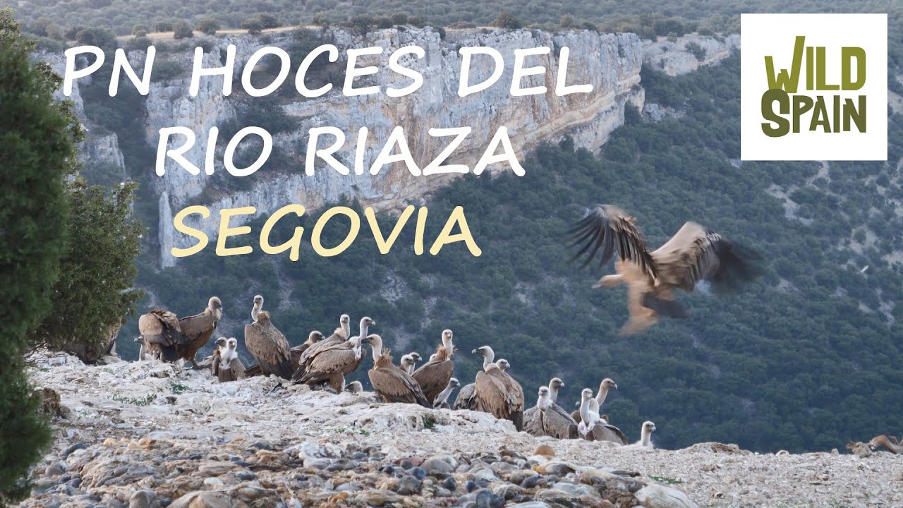Wild Spain - Capítulo 100 - Parque Natural Hoces del río Riaza, Segovia.