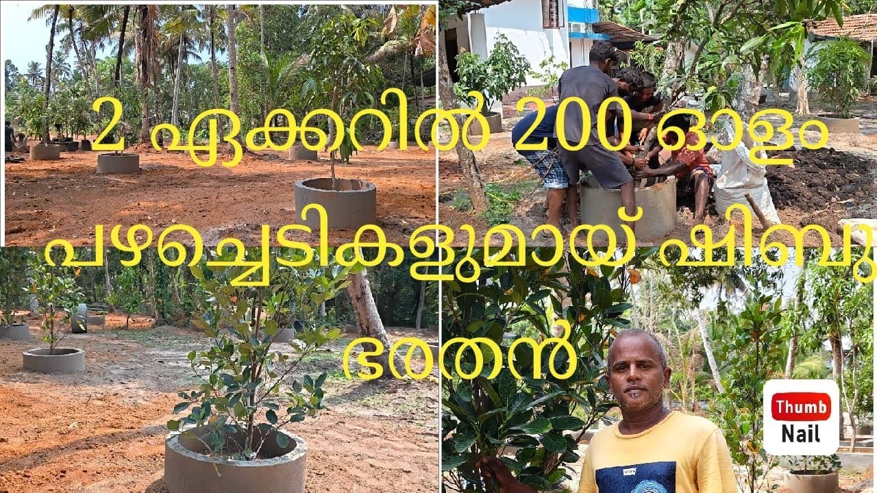 2 ഏക്കറിൽ 200 ഓളം പഴച്ചെടികളുമായ് ഷിബു ഭരതൻ