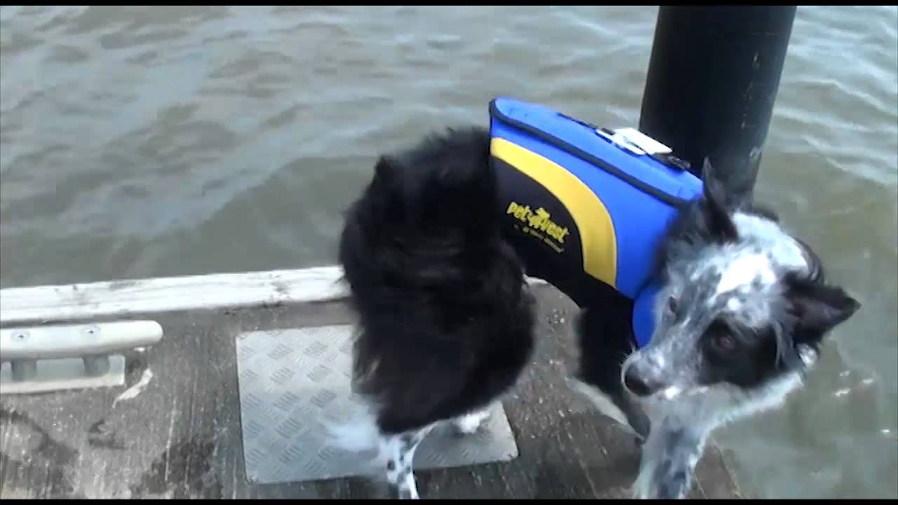Foundation Findings #51 West Marine Neoprene Pet Vest Dog Life Jacket In Action