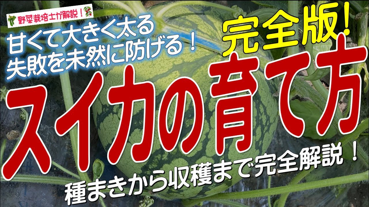 スイカの上手な育て方（種まきから収穫までを完全解説！）西瓜栽培のコツとポイントが分かる