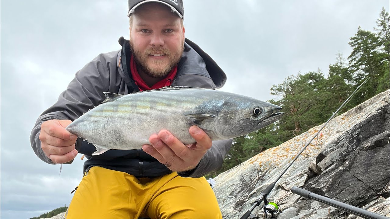 Bonito Feber I Norge!