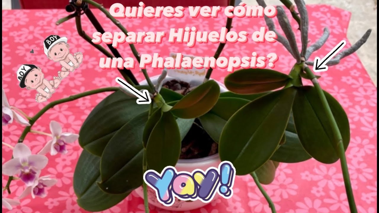 ✅Quieres ver como separar hijuelos (Keikis) de una Phalaenopsis⁉️🌱🌱🧐