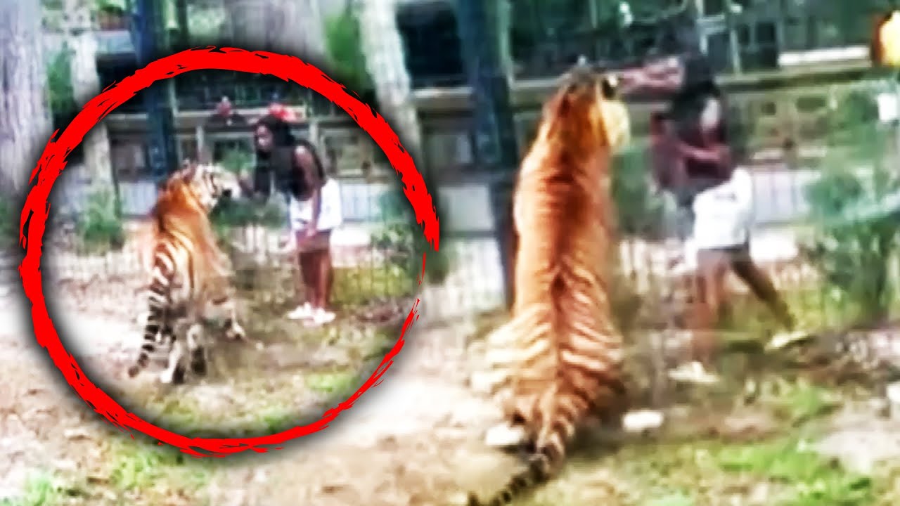 Woman Tries to Touch Tiger After Climbing Over Zoo Fence