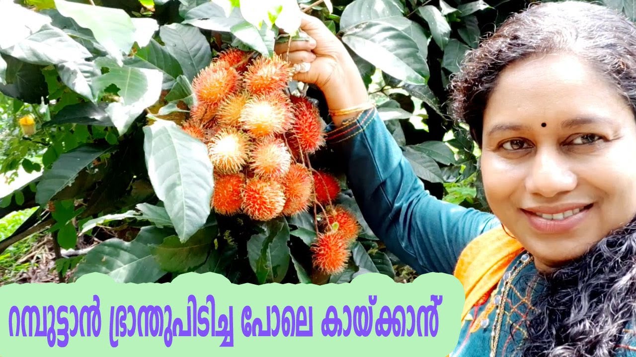 റമ്പുട്ടാൻ നിറയെ പൂവിടാനും കായ്ക്കാനും Rambutan Farming Tips In Malayalam