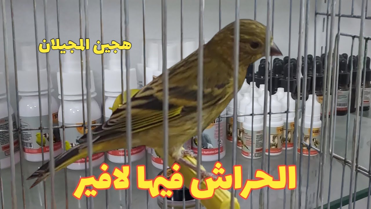 الحراش سوق دلالة | مقنين و ميلي فقط | مرحباً بكم في رودومال