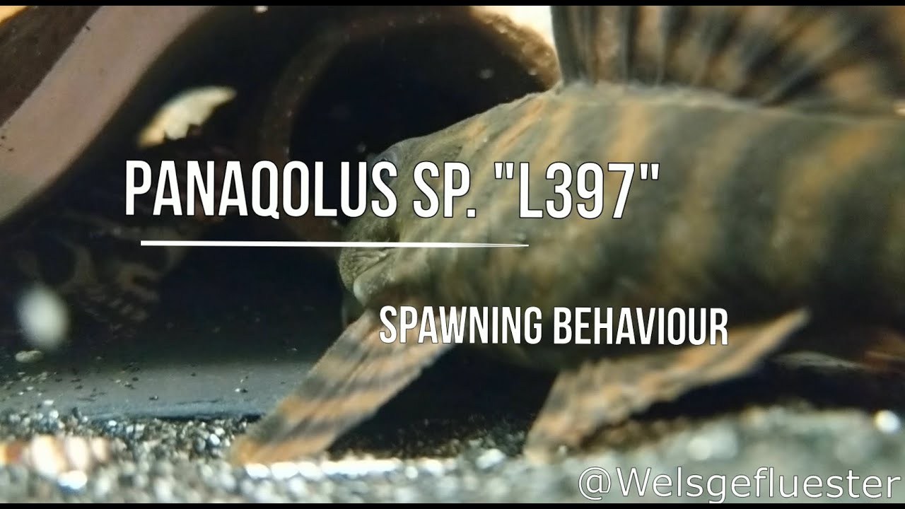 Panaqolus sp. 