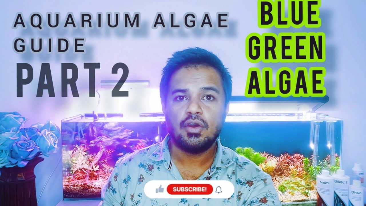 Blue Green Algae - Aquarium Algae guide
