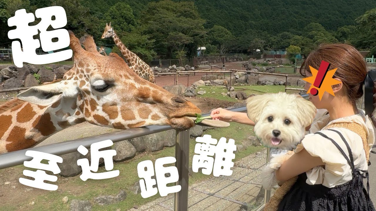 【犬旅】犬も入れる動物園で初めて見る動物にガクブルな子犬in 伊豆アニマルキングダム