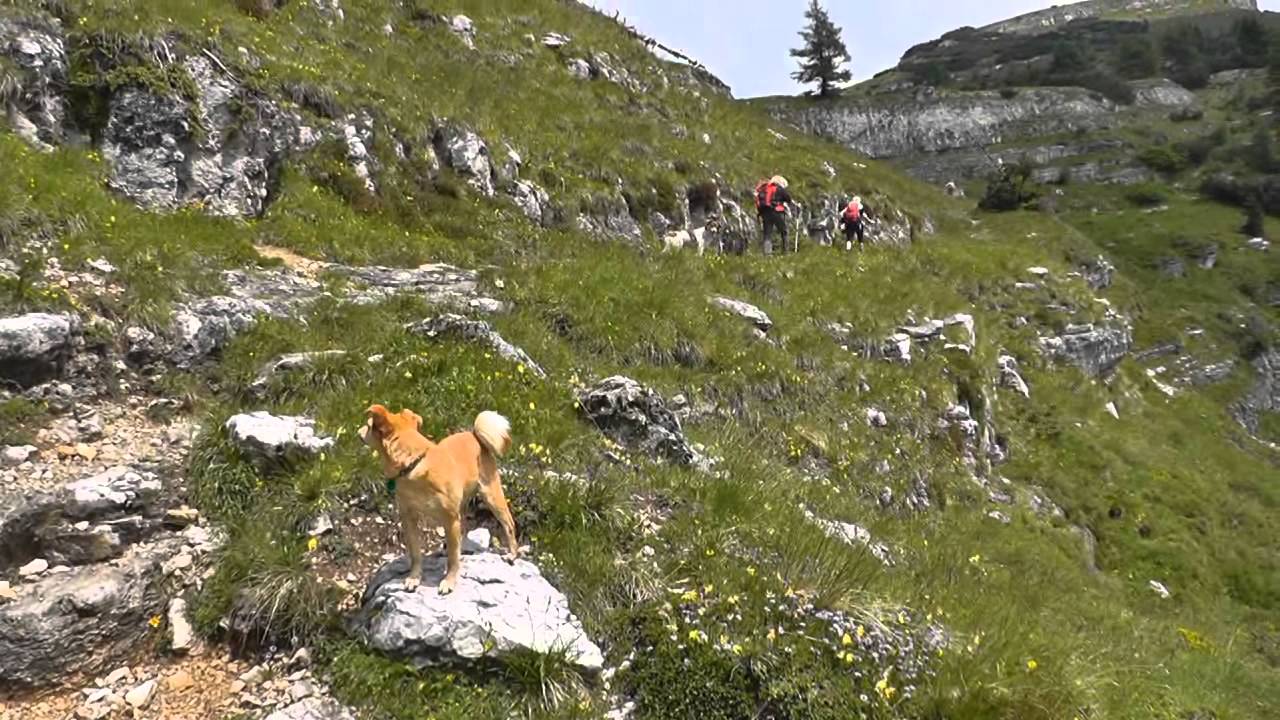 Dalla Malga Valli al Rifugio Lancia